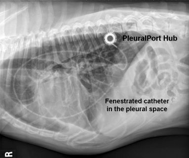 AdVetis Norfolk Pleural Port
