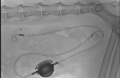 SUB 2.0 animal advetis medical