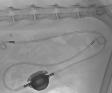 SUB 2.0 animal advetis medical